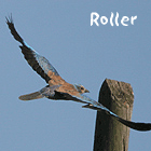 birding in spain birding holidays garraf massif roller photo